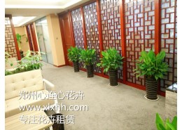 办公室门厅、走廊适合摆放的植物